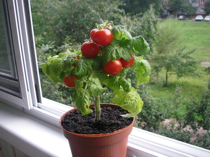 Выращиваем комнатные помидоры